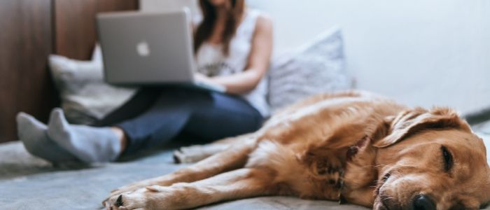 A dog lays asleep and alone, as its owner continues working on their laptop behind them