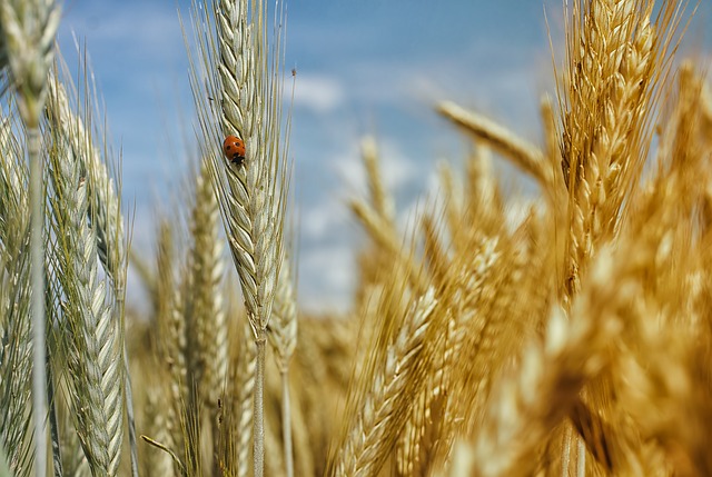 Whole grains are key to a long life