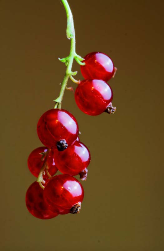 Cranberry recipes for cold days