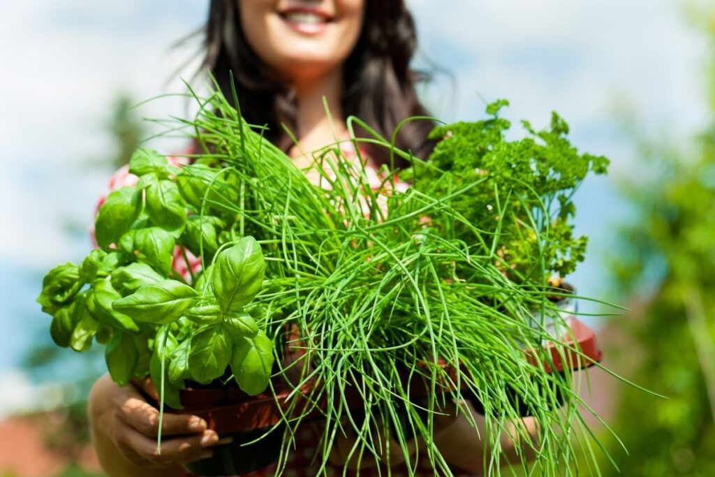 Woman holding handful of herbs