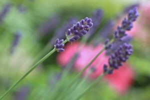 Herbs to heal your mind and body