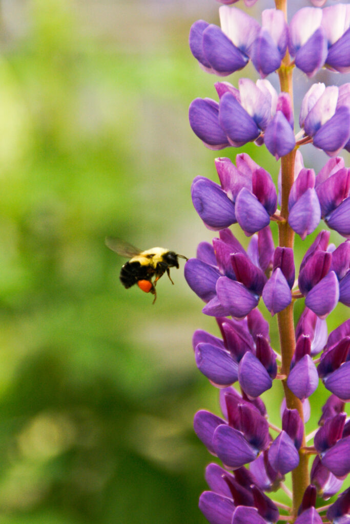 Honeybees may offer a natural alternative to antibiotics