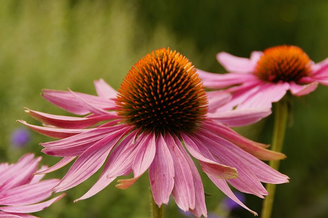 Echinacea scientifically proven to protect against colds