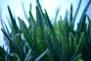 healing herbs