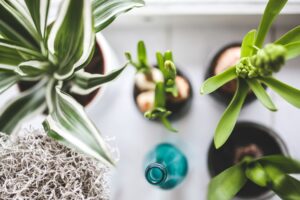 ayurveda for stress