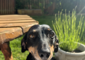 Milo - my dog who can be present in sessions.