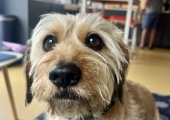 You might meet Mouse at the office with me.