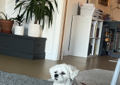 This is Darcy - she's been a therapy dog (unofficial) since 2014! She's my queen bee.