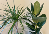 the picture shows a dragon plane and a rubber plant