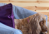 Our registered therapy dog - available on request.