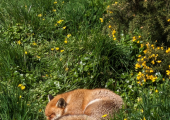 A fox sleeping amongst flowers. This is the logo for The Living Connection