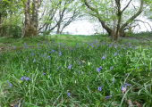 Bluebells in the woods