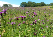 One of our beautiful wild flower meadows