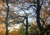 Ancient wise oaks