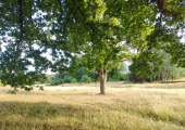 Allestree Park