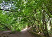 Woods near Black Rocks