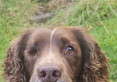 Cookie the one eyed spaniel can make an appearance if you would like her too !