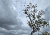 Lonely tree