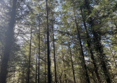 A lot of my work integrates forest bathing into more traditional counselling approaches
