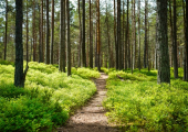 Walk & Talk Therapy near Canterbury, Kent