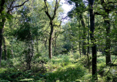 Sessions take place across a number of sites, including here at Clowes Wood in Earlswood