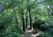 Many men find walk-and-talk sessions can help to remove some of the pressure of opening up.