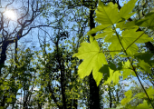 The beauty of the natural world is a constant companion in our work.