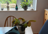 My office for Online Sessions