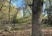 The wood