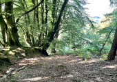 The woodlands at my walk & talk venue