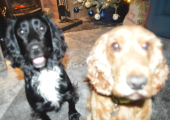 I love my dogs and animals are very loving and non judgemental