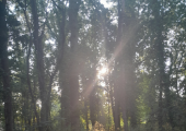 Walk and Talk Therapy Available