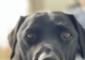 Hello It's lovely to 'Woof' you !❤️
