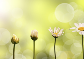 Progression of life depicted by nature, from bud to flower.