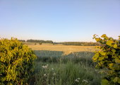 Fields around the farm