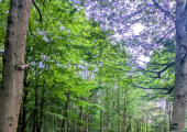 Woods around the farm