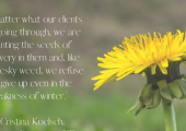 Dandelions Adapt and Survive.