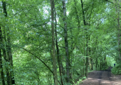 Walk & Talk Therapy