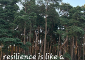 this image shows  many tall trees in a forest with a cation saying resilience is like a forest:it preseveres through life's adversities