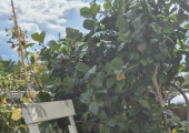 this image shows an empty wooden chair next to a leafy green bush. The caption reads: the empty chair. A technique used in therapy