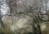 this image shows a pathway leading around a bend in a forest, beautiful trees are overhanging. The caption reads: it's not about the destination, it's about the journey