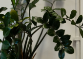 The Eaves Counselling and Psychotherapy offers a quiet and confidential welcome.