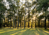 The private forest at Rollswood, where clients can engage in 'Walk & Talk' sessions