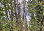 You can walk to/from your car via the bluebell wood path