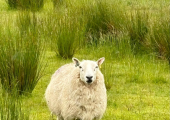Neighbours