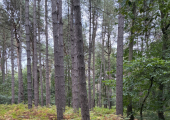 Nested in the woods for walk and talk