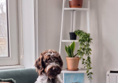 The growing pup