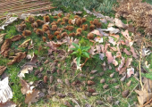 Nature Mandala