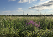 Hackney Marshes