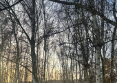 Walk&talk in the forest. 